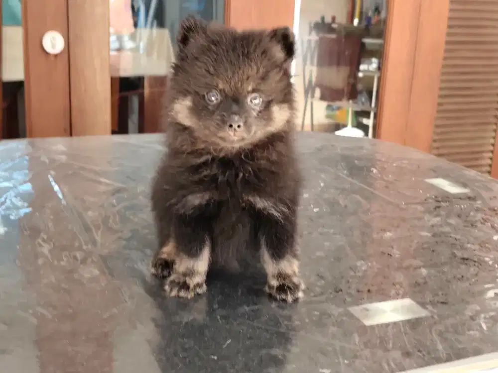 Mini Pom Betina Black Tan Non Stamboom