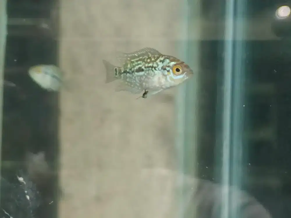 Louhan Kamfa f2 Thai