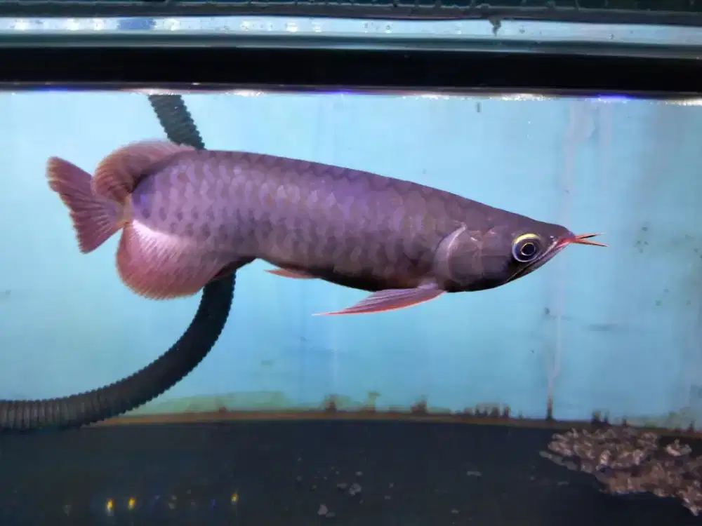 Super red lokasi sawangan