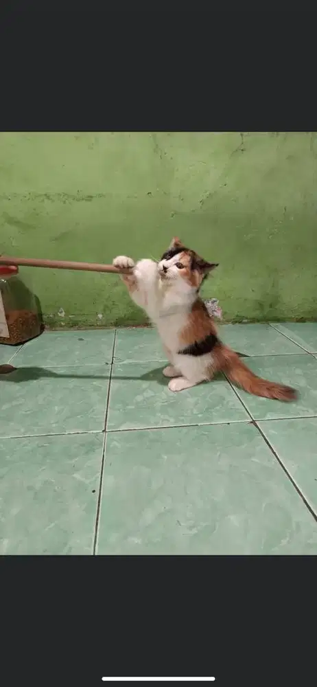 Kitten persia calico betina