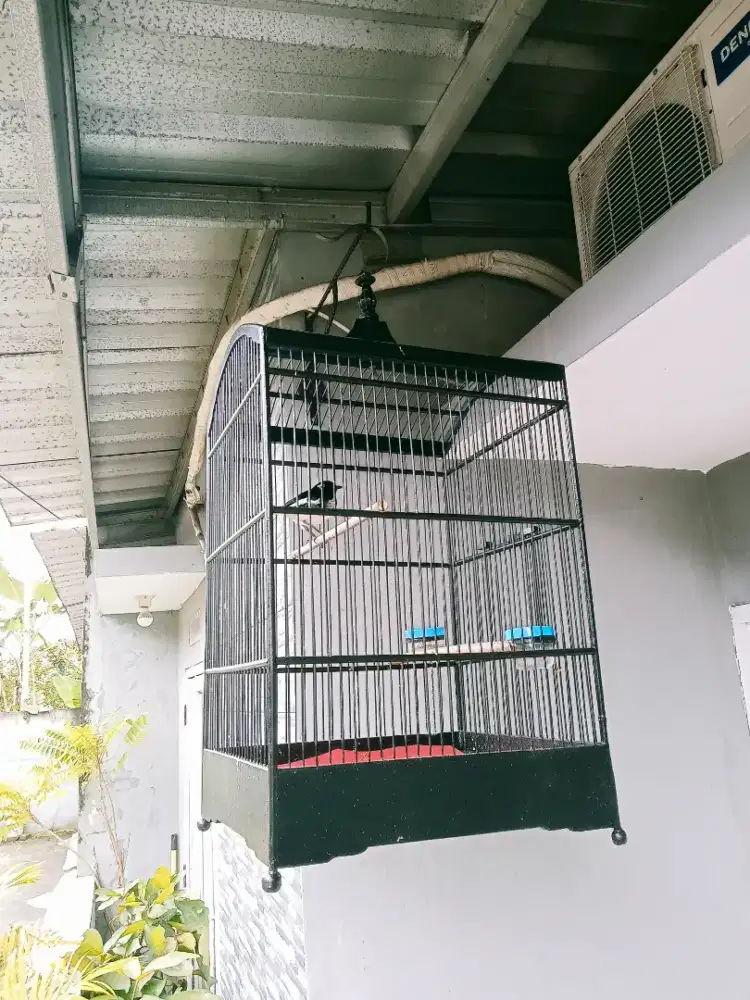 Kacer Jabar semi deker