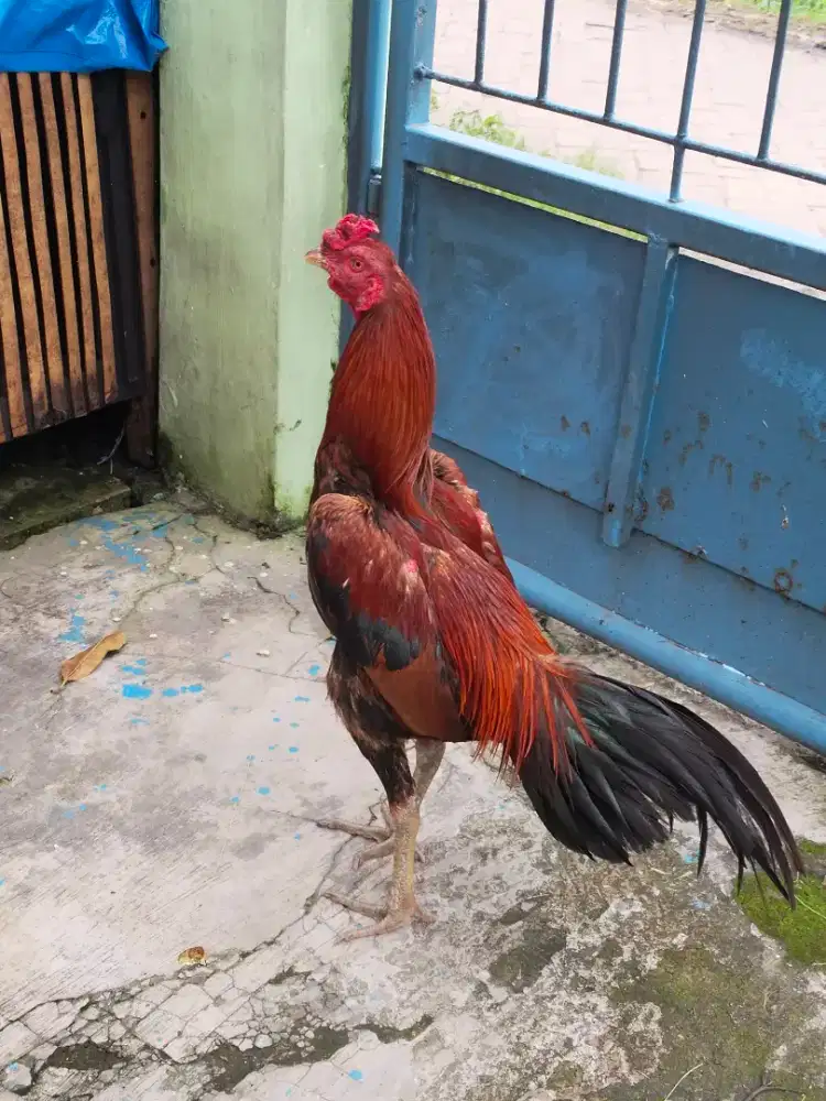 Ayam bangkok pukul saraf