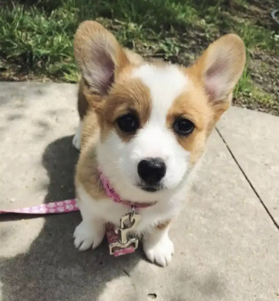 ANJING PUPPY CORGI SABLE WHITE