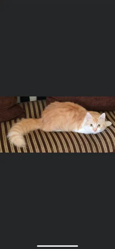 Kucing persia medium betina