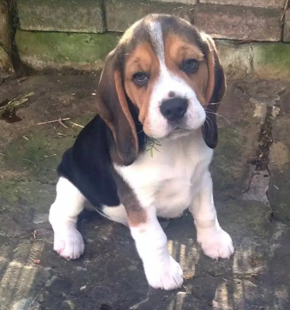 ANJING BEAGLE TRICOLOR