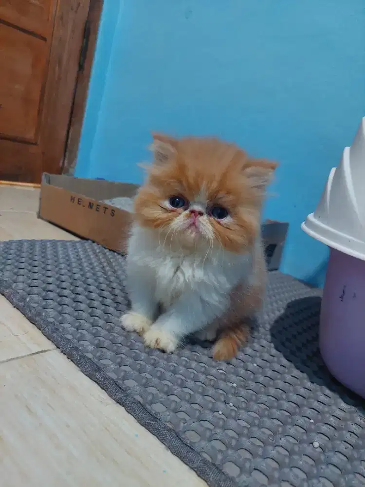 Kitten peaknose betina 1 bulan sehat lincah