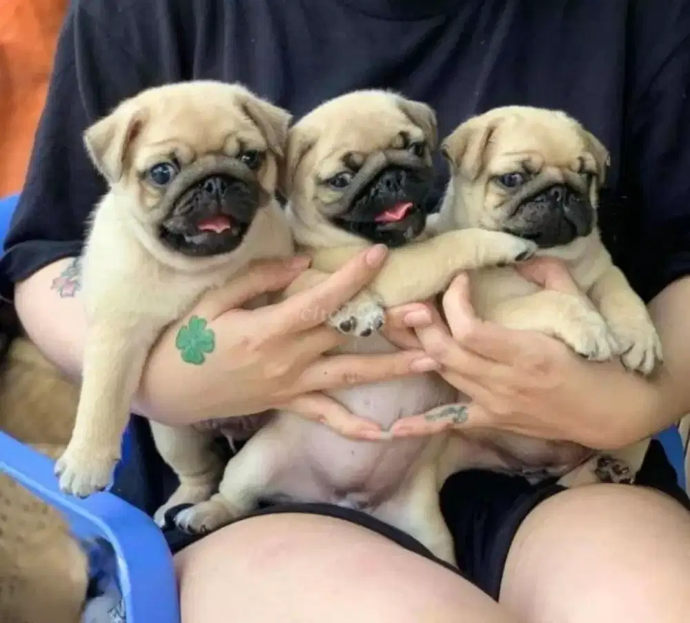 ANJING PUPPY PUG WARNA FAWN