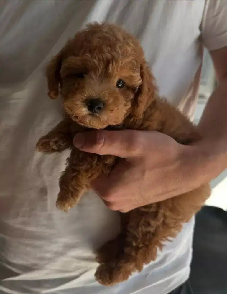 ANJING RED POODLE BULU KRITING SEKALI