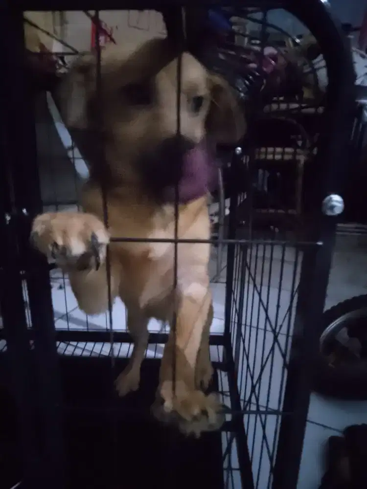 Ras besar usia 2bln,DOB 22-des 2025 lahir nya ,dapat di ksh