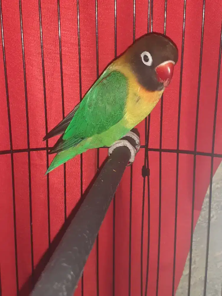 Jual Aja burung Lovebird Full sett