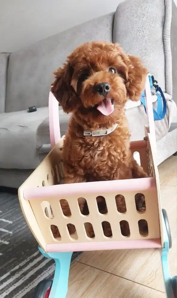 Toy Red Poodle, Jantan.