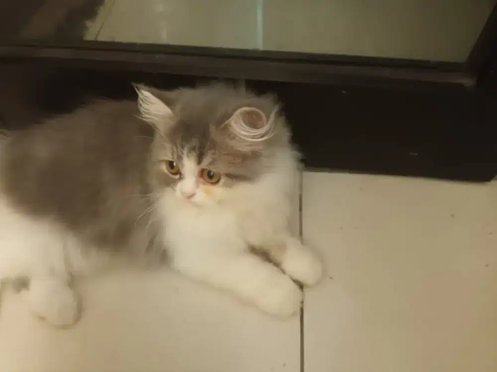 Lepas adop 2 ekor kucing persia flatnose longhair