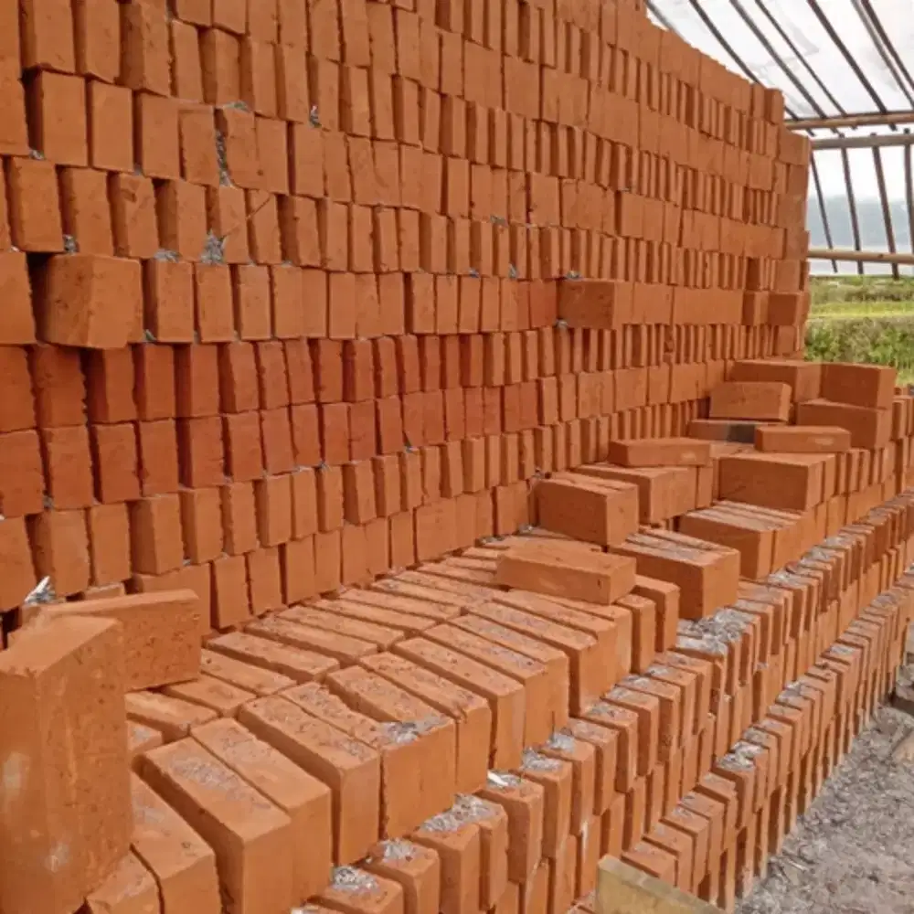 Jual bata merah jumbo super