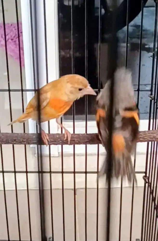 Red siskin jantan dan betina