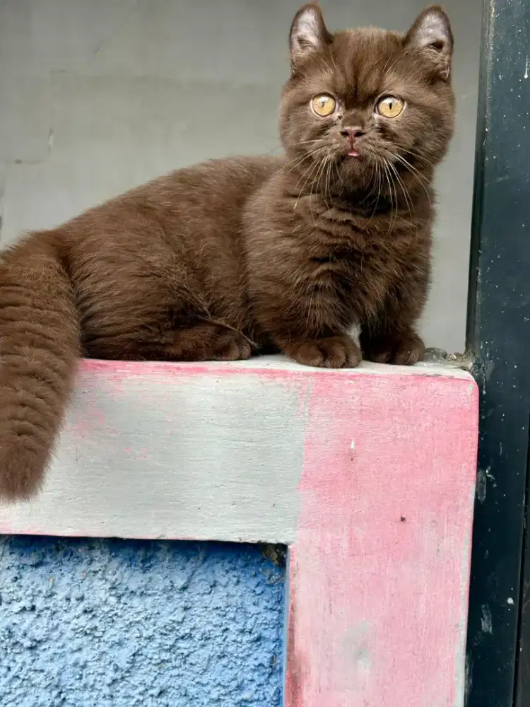 Cinamon Munchkin kinkalow