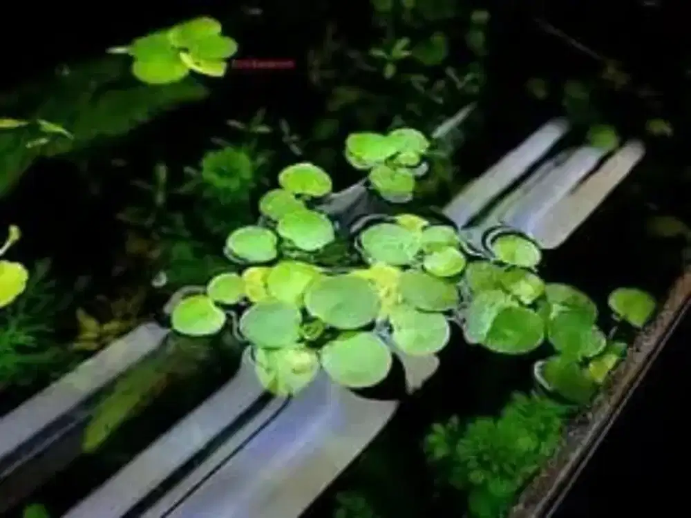 Tanman air Amazon Frogbit