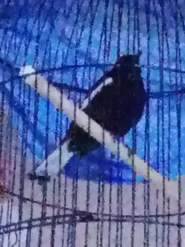 kacer wulung dada hitam