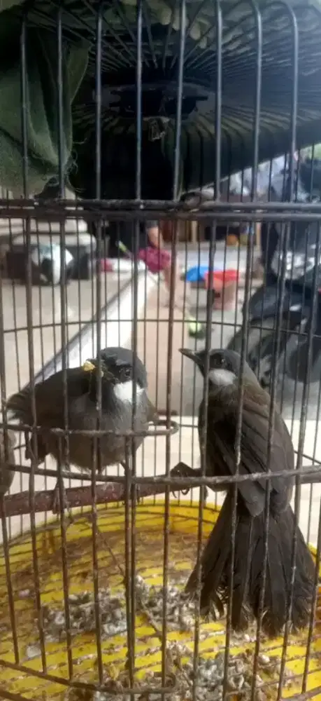 Paud poksayHongkong jantan mandirian