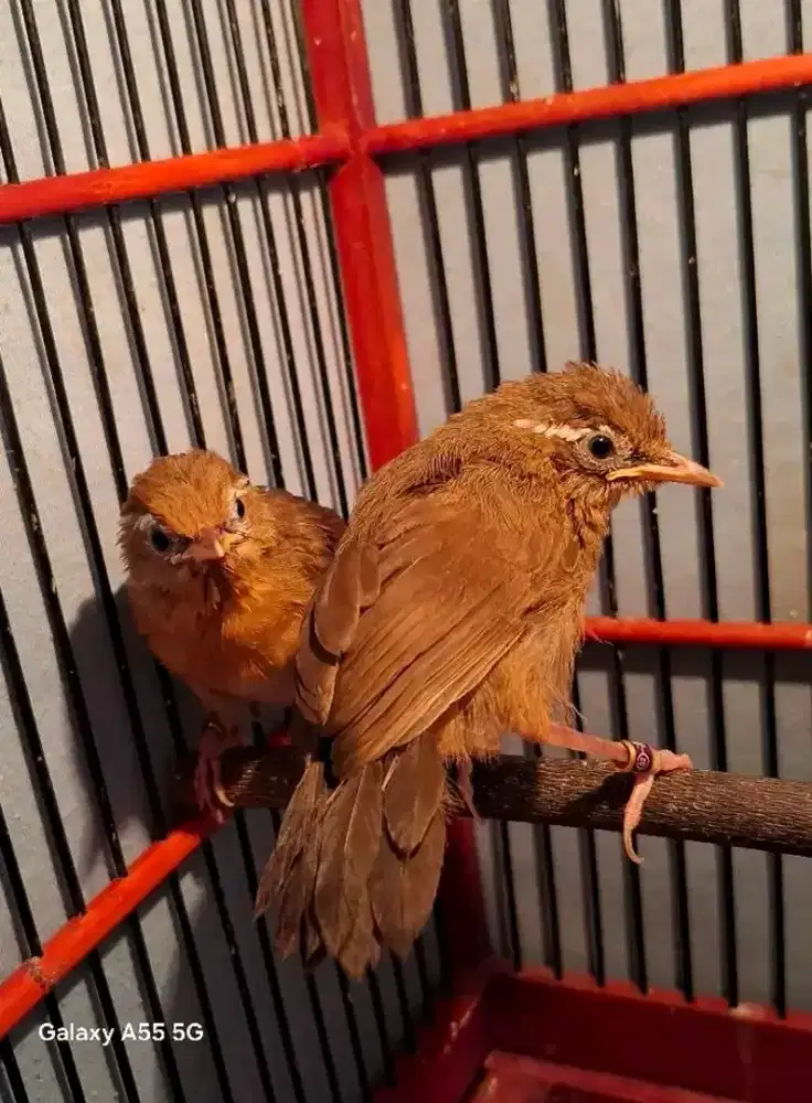 Paud hwamei/wambie jantan usia 2-3bln mandirian