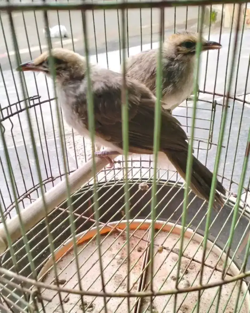 Paud cucak rowo jantan usia 2-3bulan mandirian