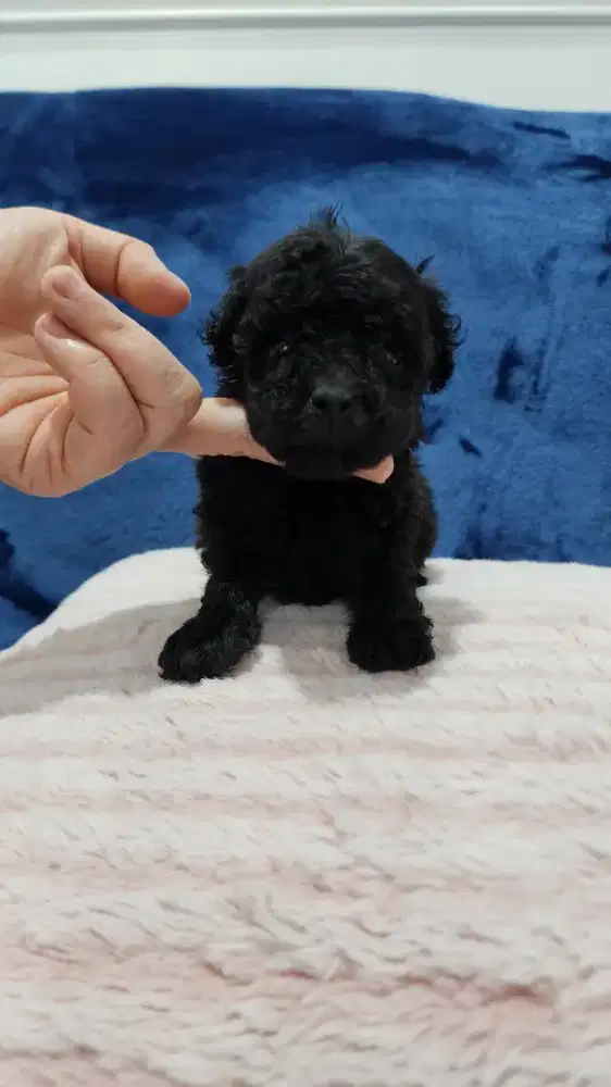 Anakan Poodle Betina Murahh