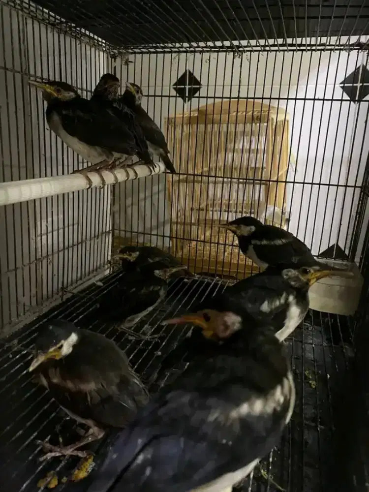 Paud jalak suren mandirian