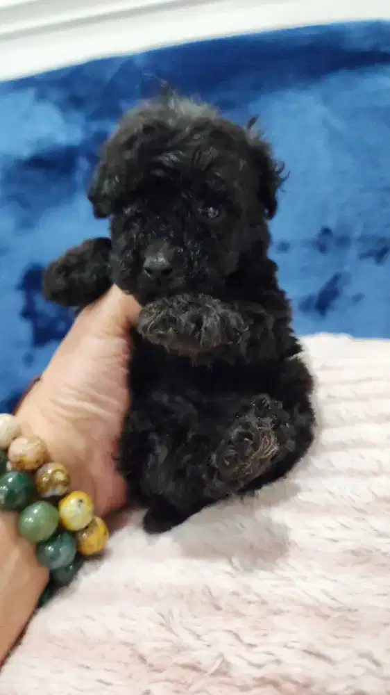 Anakan Poodle Betina Murahhh