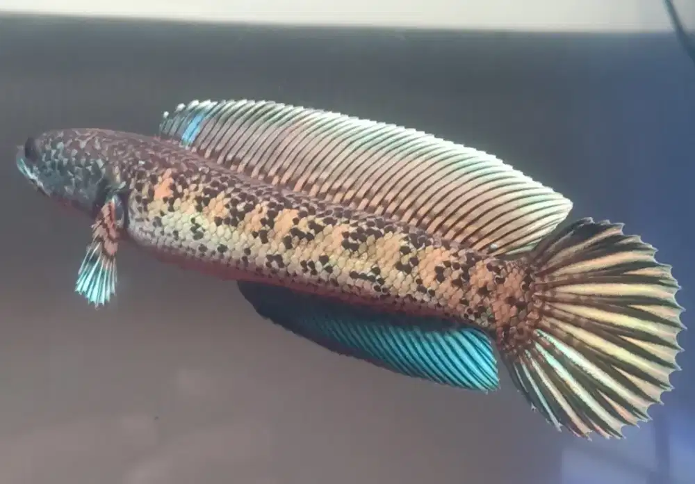 Chana auranti gondrong