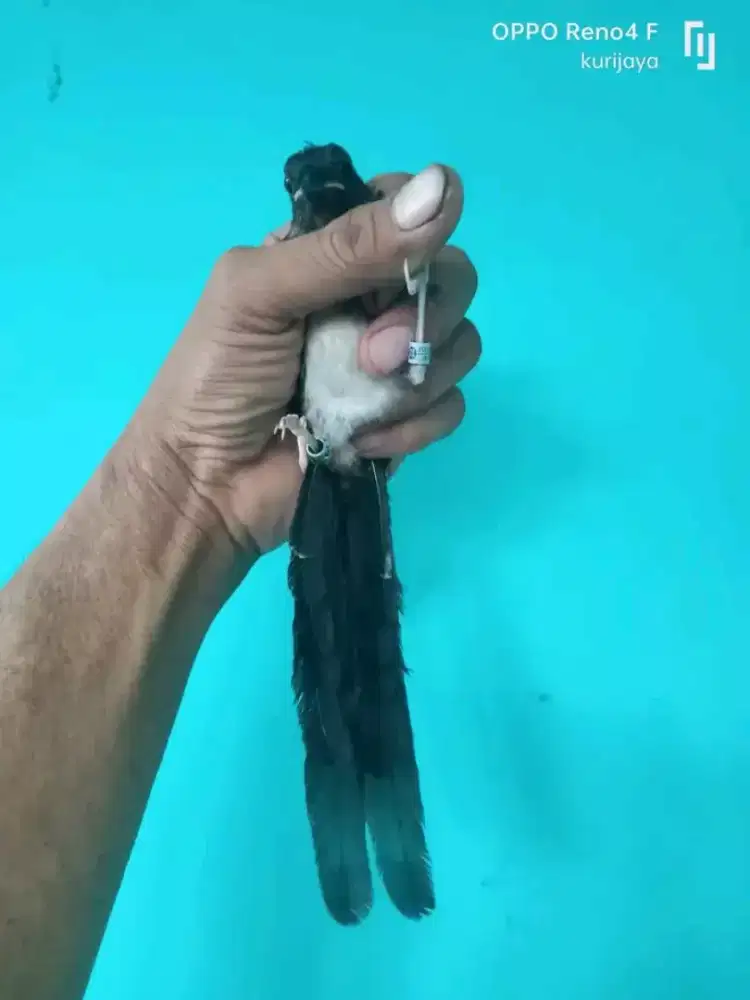 Trotol murai ekor hitam jantan trah ekor panjang