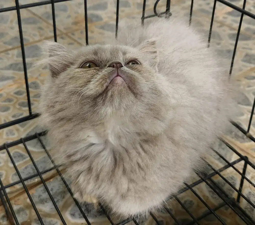 Persia Betina Long Hair Bulu Kapas