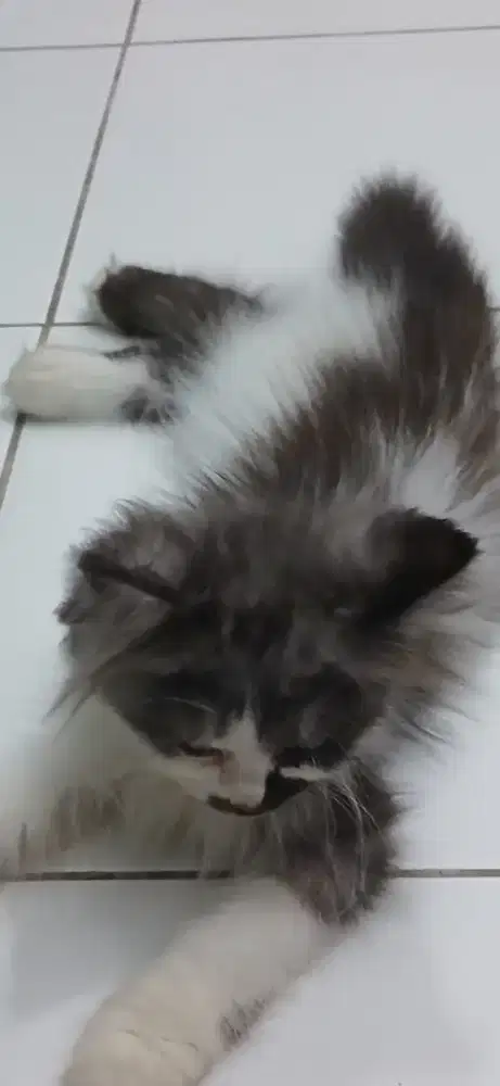 KUCING PERSIA KITTEN IMUT