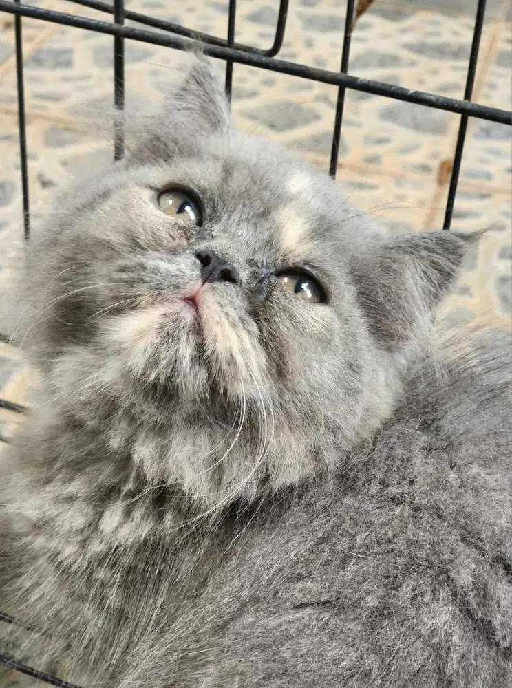 Persia Jantan 2 bulan