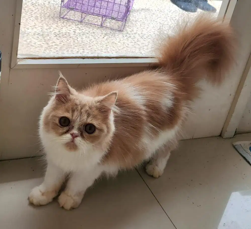 Persia Betina Long Hair Bulu Kapas