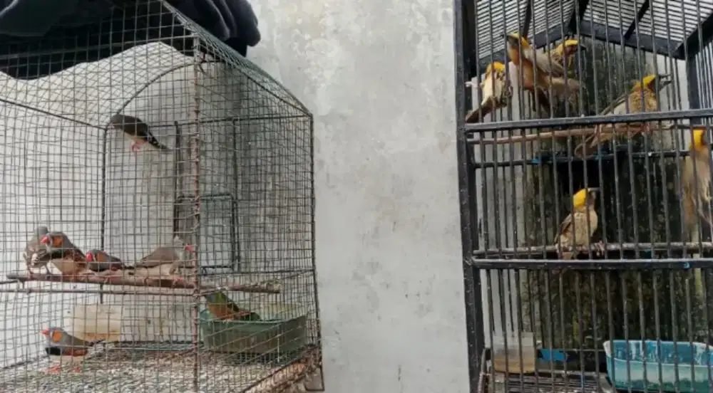 Burung zebra finch dan manyar kepala emas