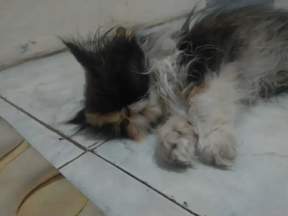 kucing peaknose kitten