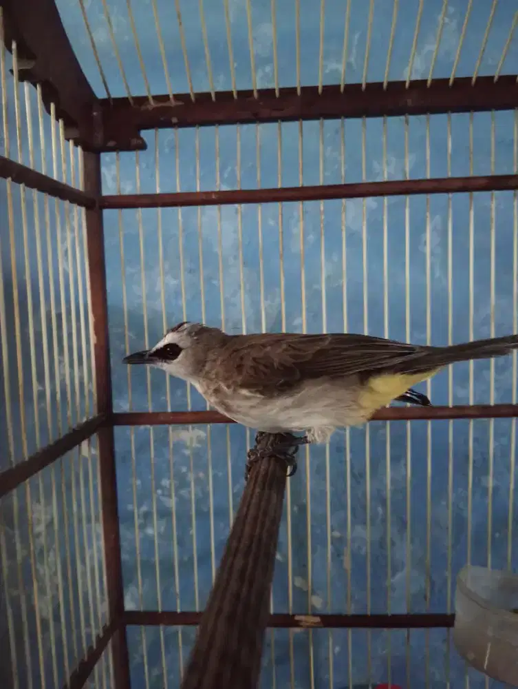 Burung trucukan jantan