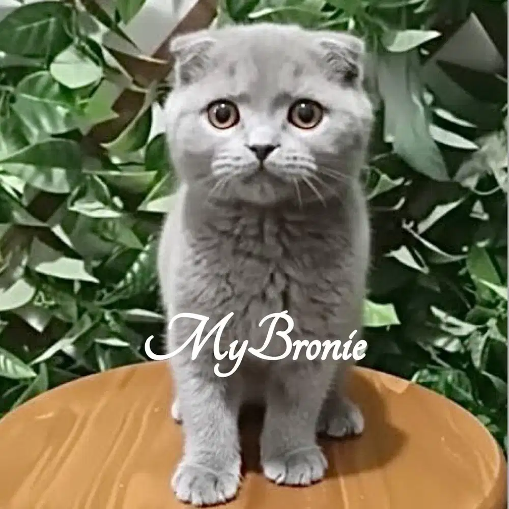 Kucing scottish fold jantan anakan import