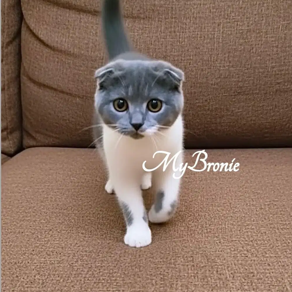 Kucing scottish fold betina