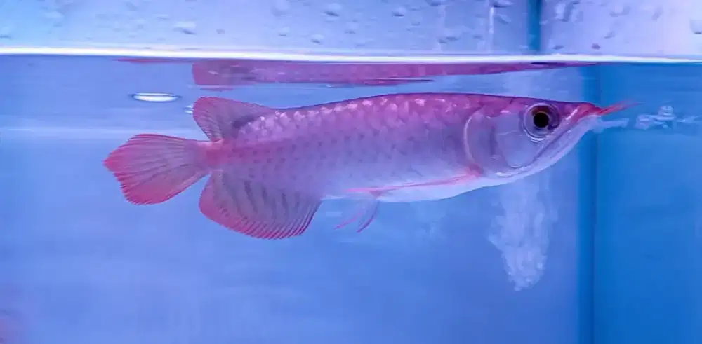 Arwana super red 19cm