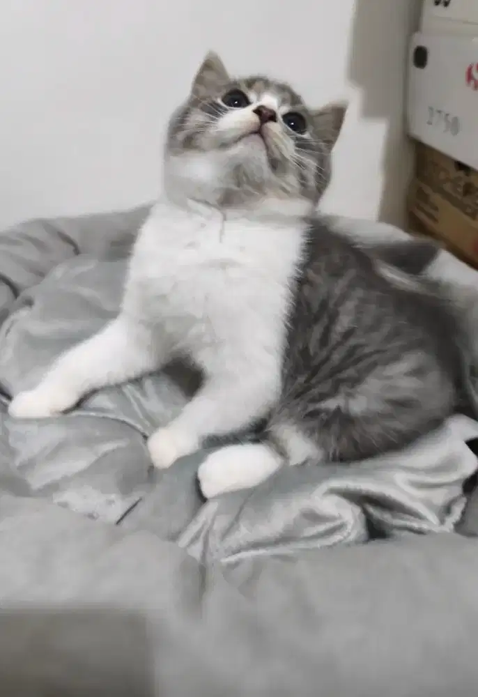 Kucing Brithis Shorthair/BSH jantan