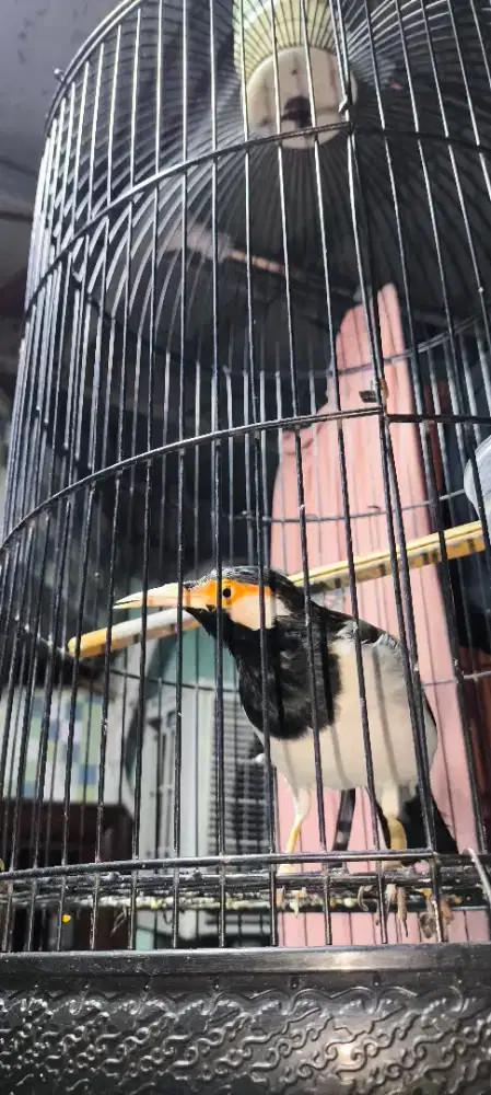 JUAL JALAK SUREN JAWA ASLI KLATEN