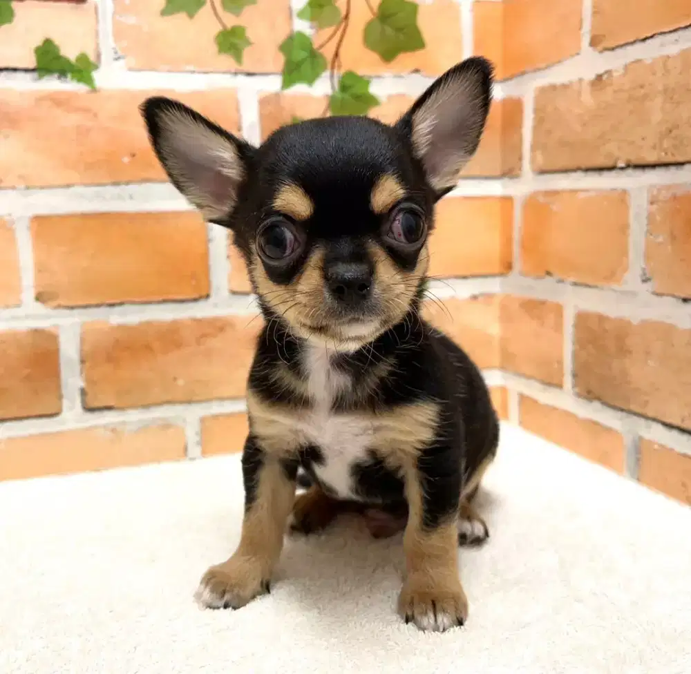 JUAL CHIHUAHUA MINI