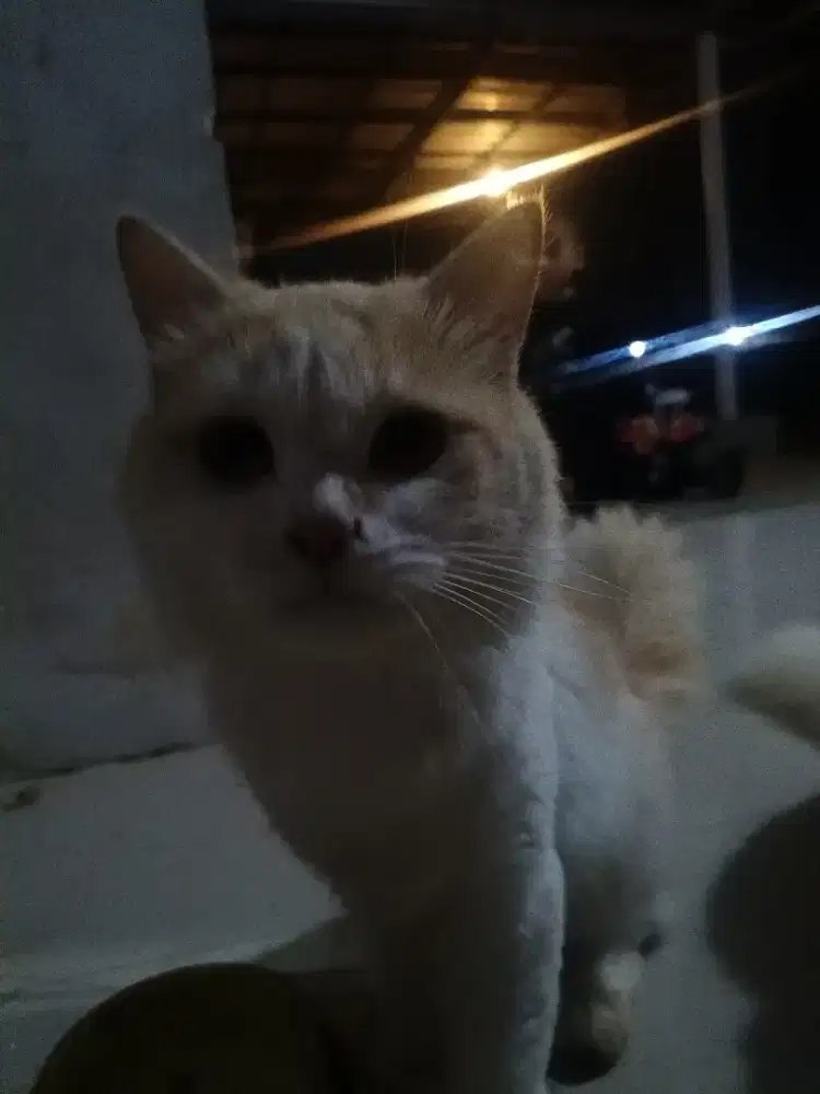 Open Adopt kucing Persia mix ragdoll mahar bisa di nego