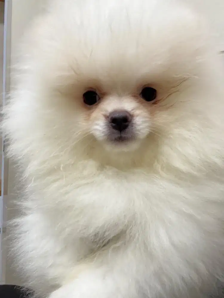 JUAL ANJING POMERANIAN