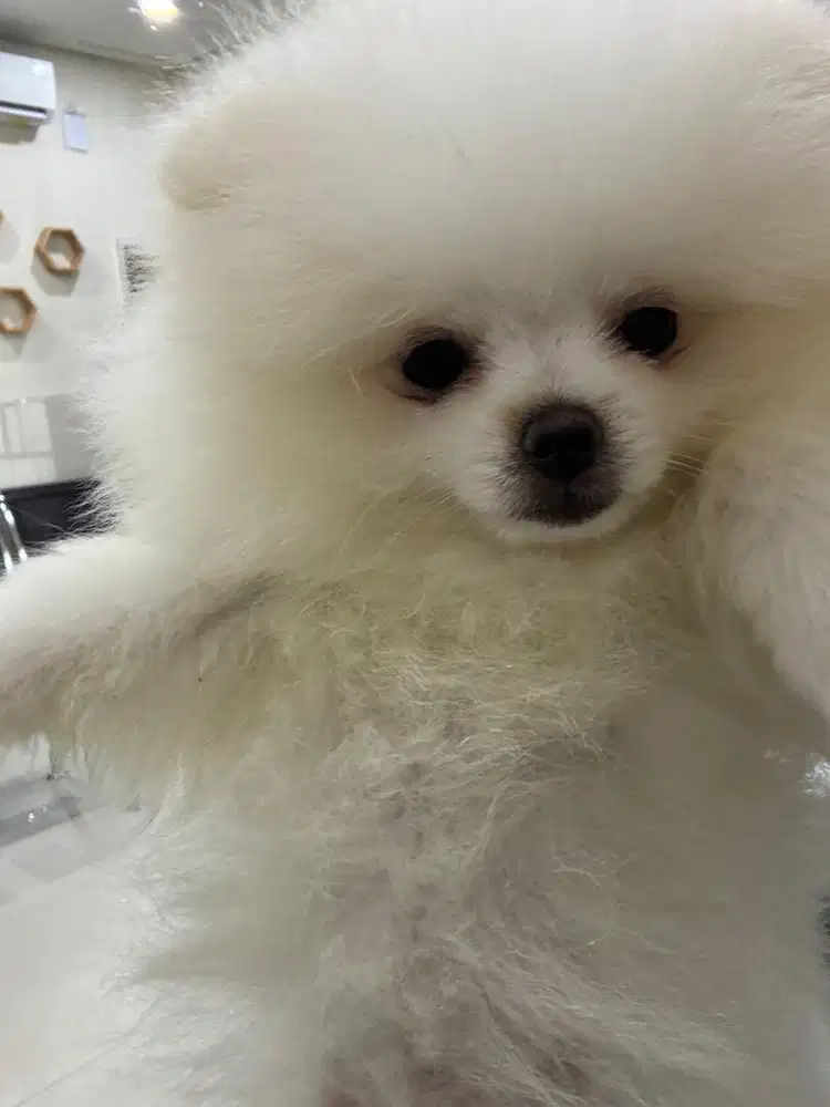 JUAL ANJING POMERANIAN