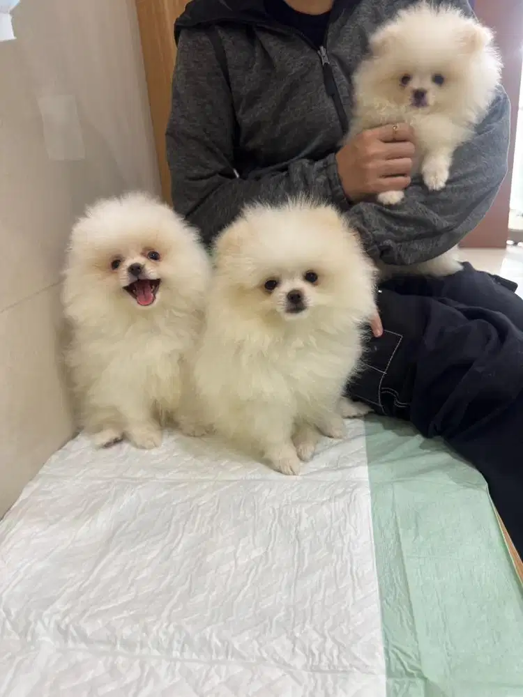 JUAL ANJING POMERANIAN