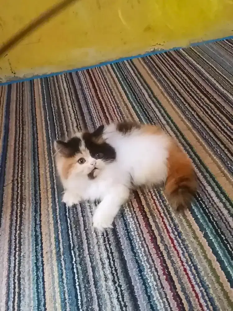 Kucing Persia Flatnose Calico
