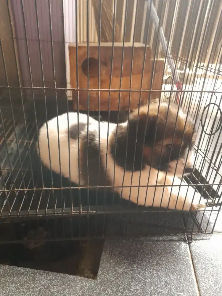 Anak anjing dijual