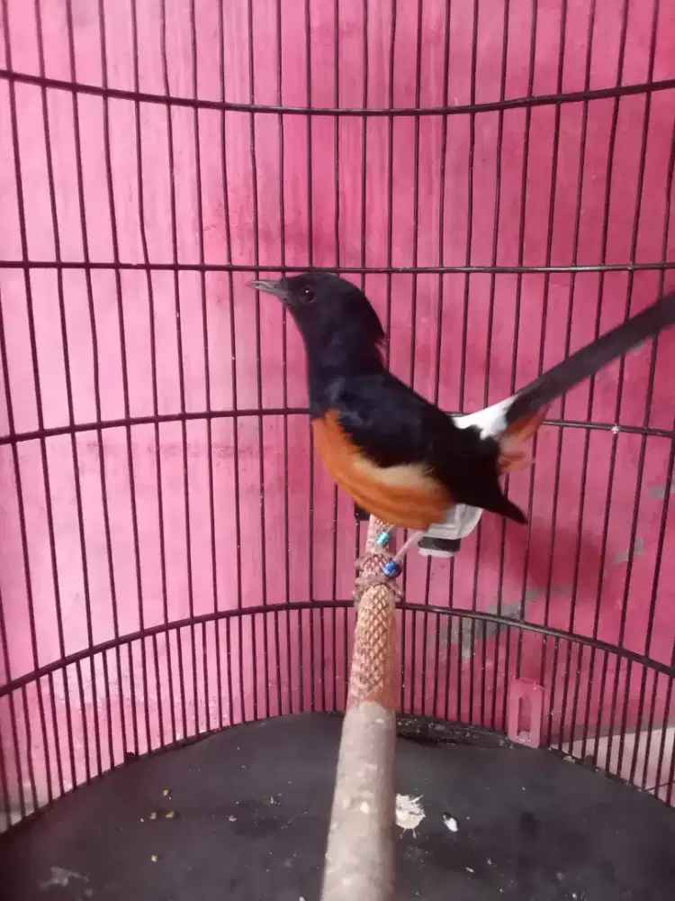 MB Medan Dobel Ring Siapan