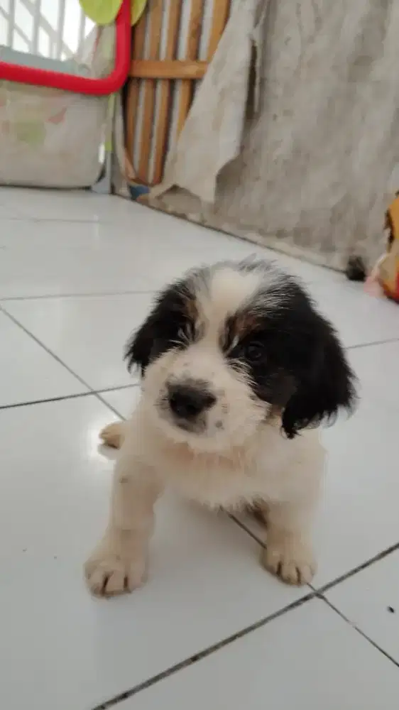 Anak anjing cebol ganti pakan